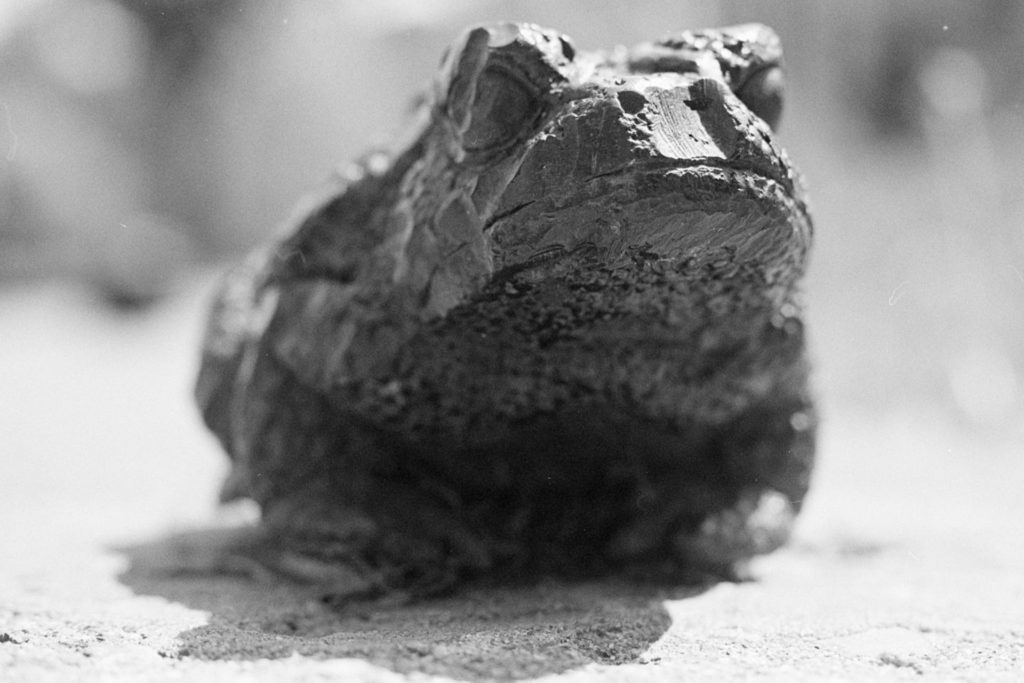 A black and white photo of a small metal sculpture of a bullfrog.