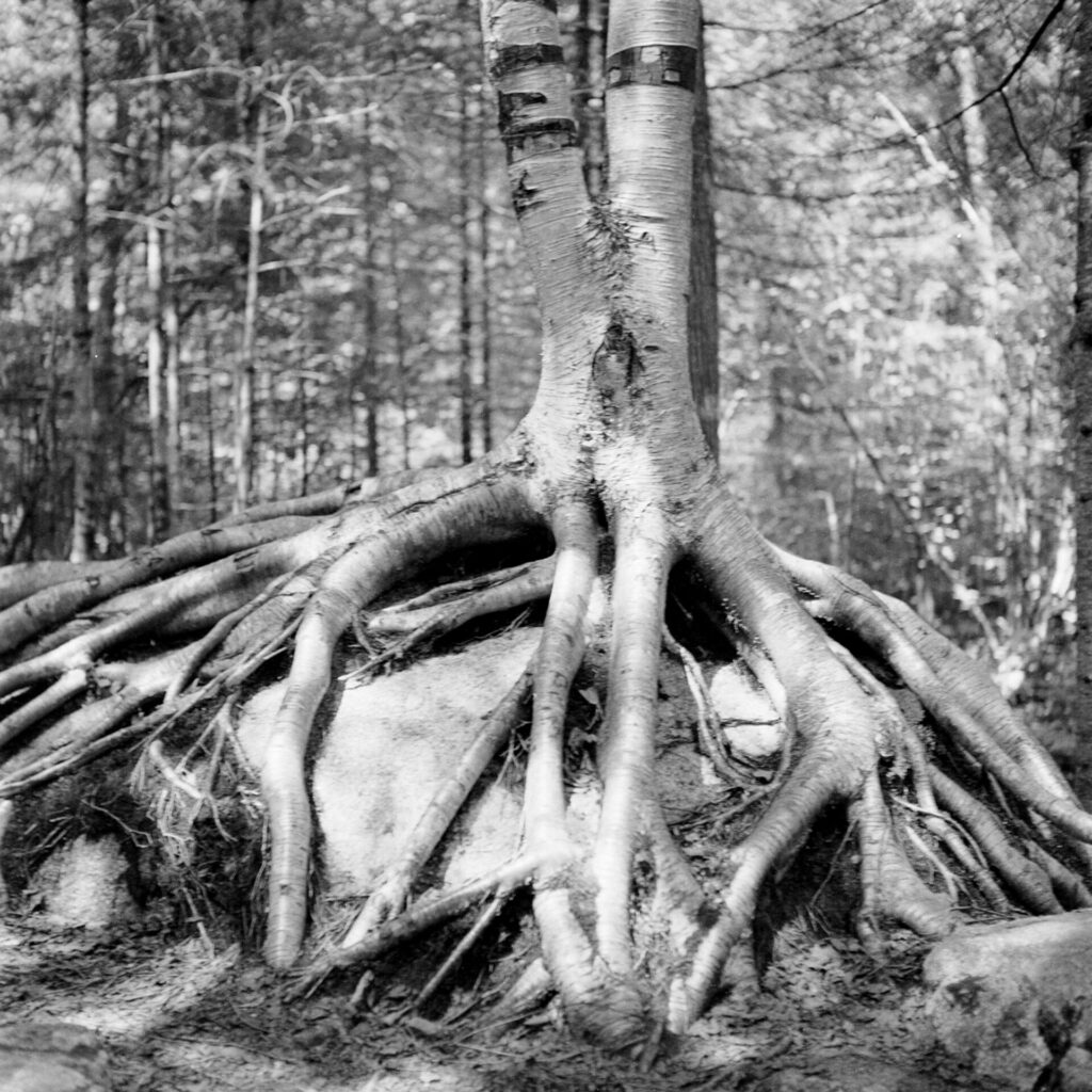 A black and white photo of a birch tree growing on top of a rock. Its roots are visible and surround the rock before plunging in to the soil.