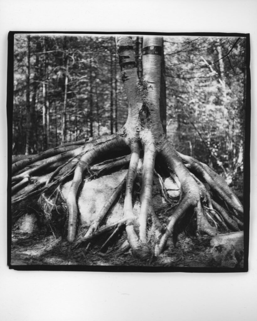 A black and white photo of a birch tree growing on top of a rock. Its roots are visible and surround the rock before plunging in to the soil.

The printed version is a little darker, with deeper shadows around the roots and a clearer contrast between the shadowed and sunny parts of the tree.