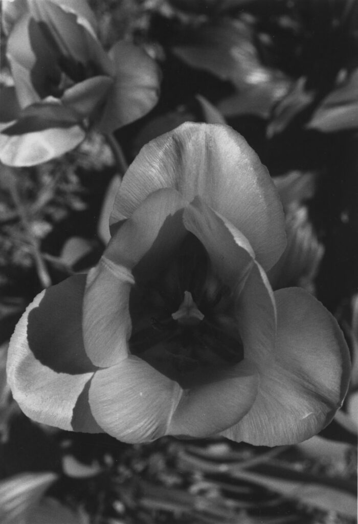 A black and white photo of a tulip blossom, taken from above. This is the printed version of the negative. It is darker overall but also focuses the highlights on the petals