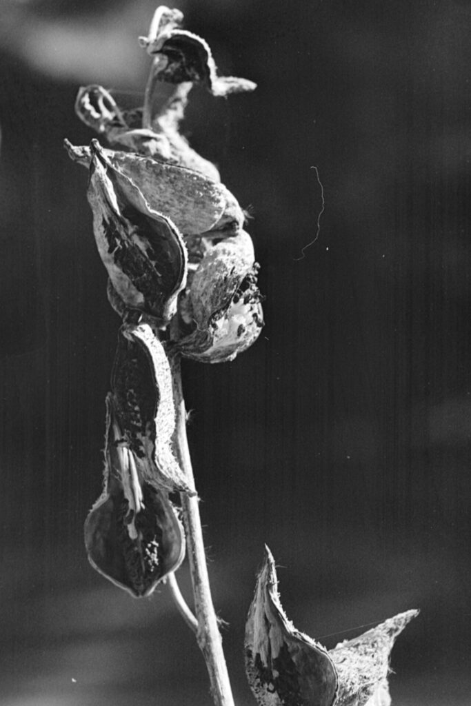 A black and white photo of several split open seed pods on a plant.