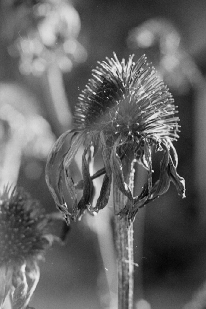 A black and white close up photo of a dead coneflower. In the background there are other blurry coneflowers.