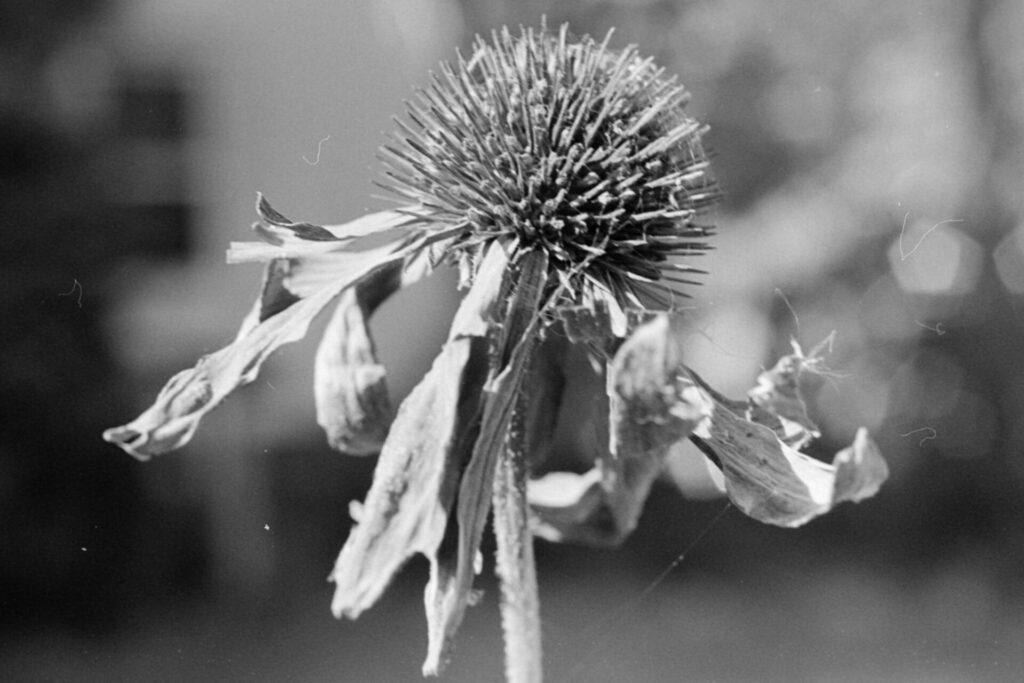 A close up shot of a dead flower (maybe a coneflower?). The leaves are withered, and some of them are out of focus.