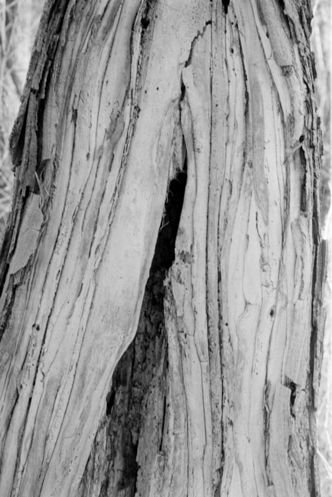 A black-and-white picture of a tree trunk, almost like a cross-section from some branch that has broken off. The inside of the tree is white, and the edges look like folded pasta or whipped cream.