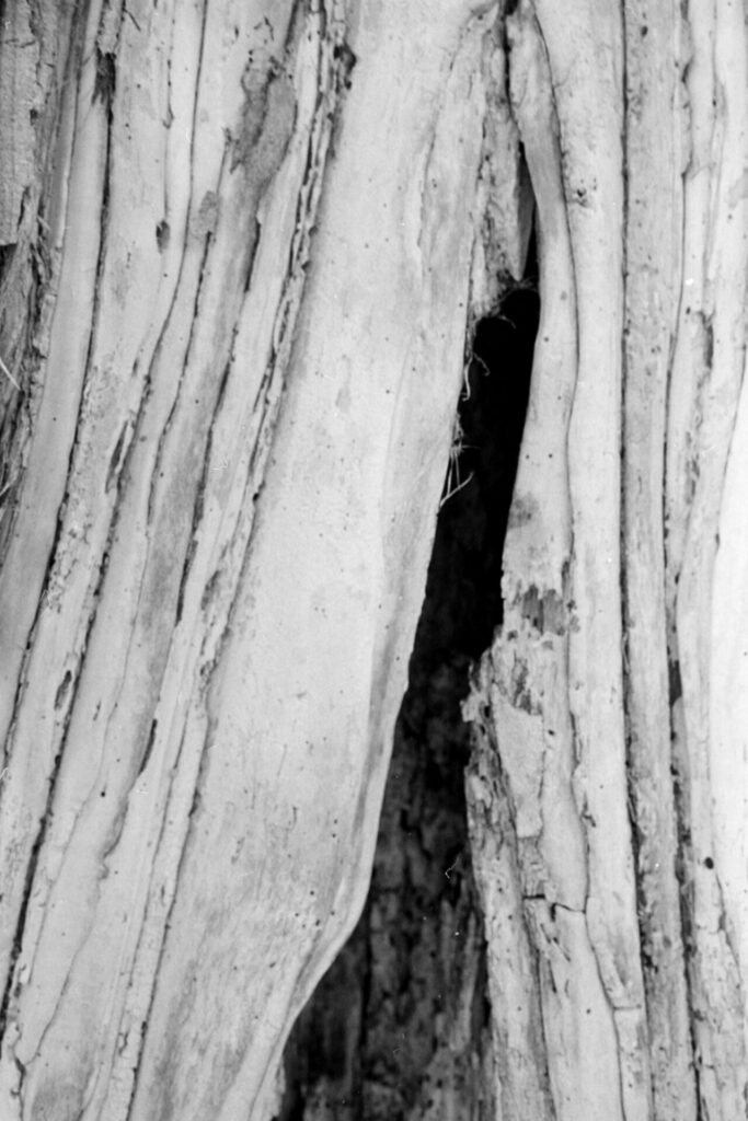 A black-and-white picture of a tree trunk, almost like a cross-section from some branch that has broken off. The inside of the tree is white, and the edges look like folded pasta or whipped cream.