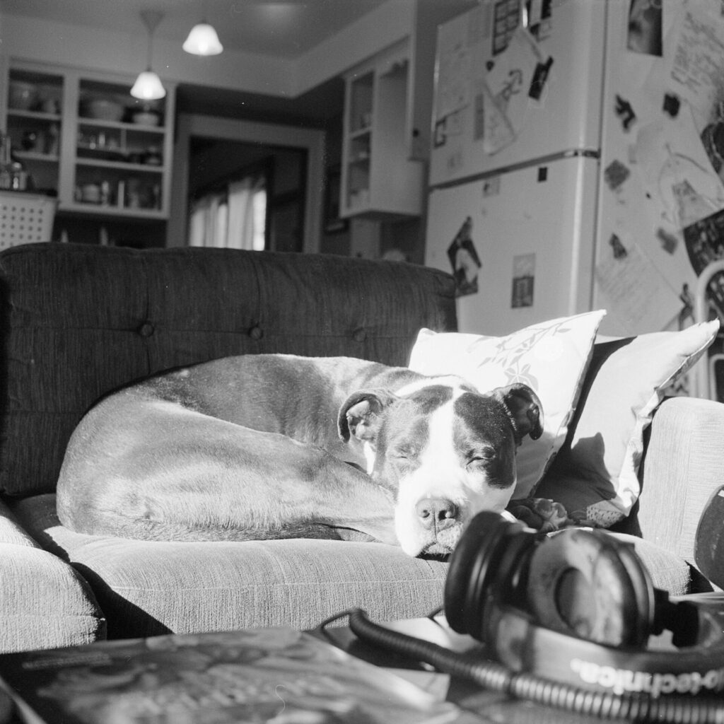 A black and white photo of a black and white dog sleeping on a couch, illluminated by a sunbeam.

He's curled up and his eyes are closed and his chin is resting on his rear legs.