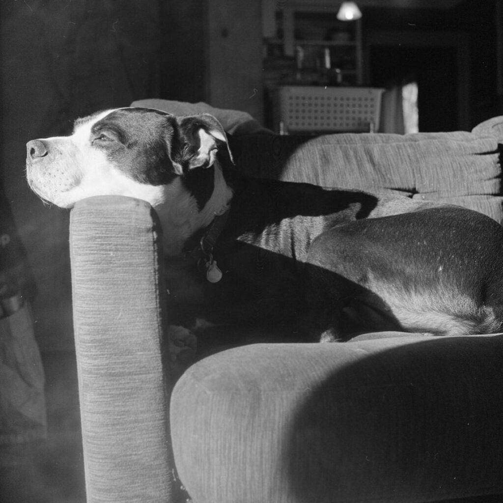 A black and white photo of a black and white dog resting his chin on the arm of a couch, directly illluminated by a sunbeam.

His eyes are open and most of his body is in shadow behind the arm of the couch.