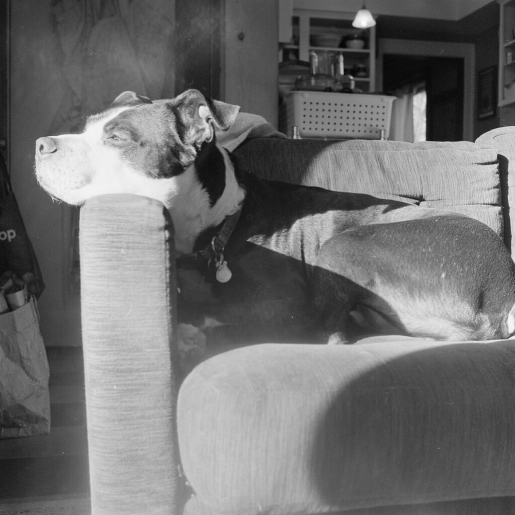 A black and white photo of a black and white dog resting his chin on the arm of a couch, directly illluminated by a sunbeam.

His eyes are open and most of his body is in shadow behind the arm of the couch.