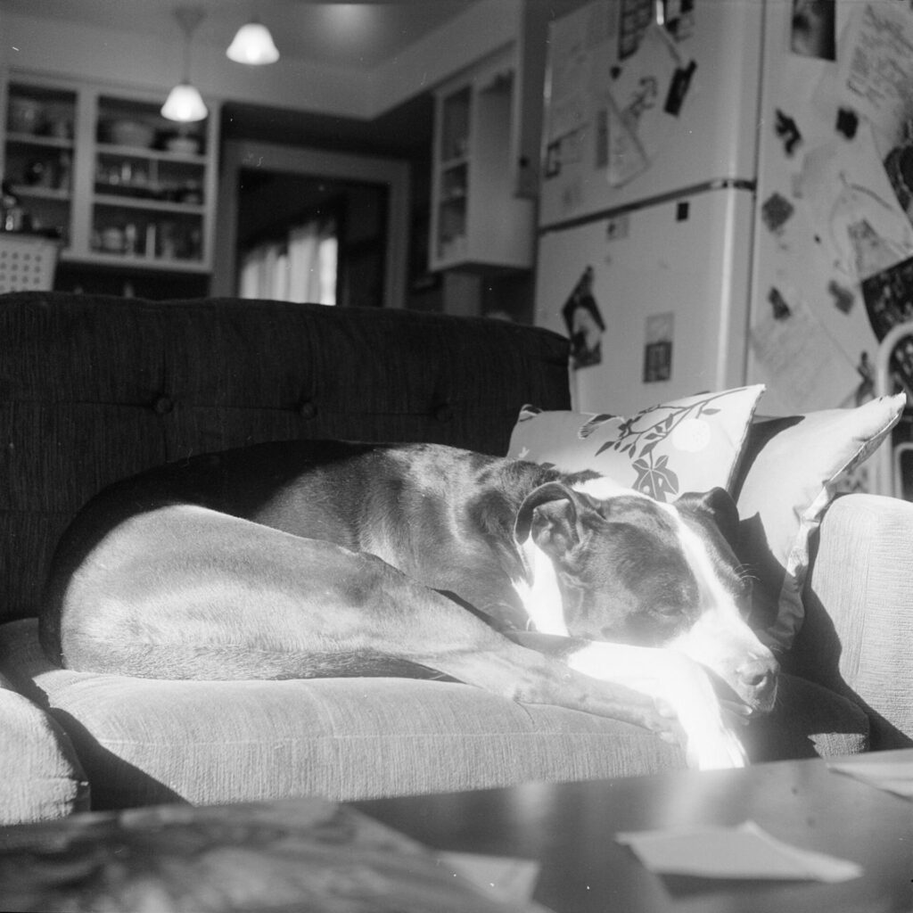 A black and white photo of a black and white dog sleeping on a couch, illluminated by a sunbeam.

He's curled up and his eyes are closed and his chin is resting on the couch and his paws are dangling off the edge of the couch.