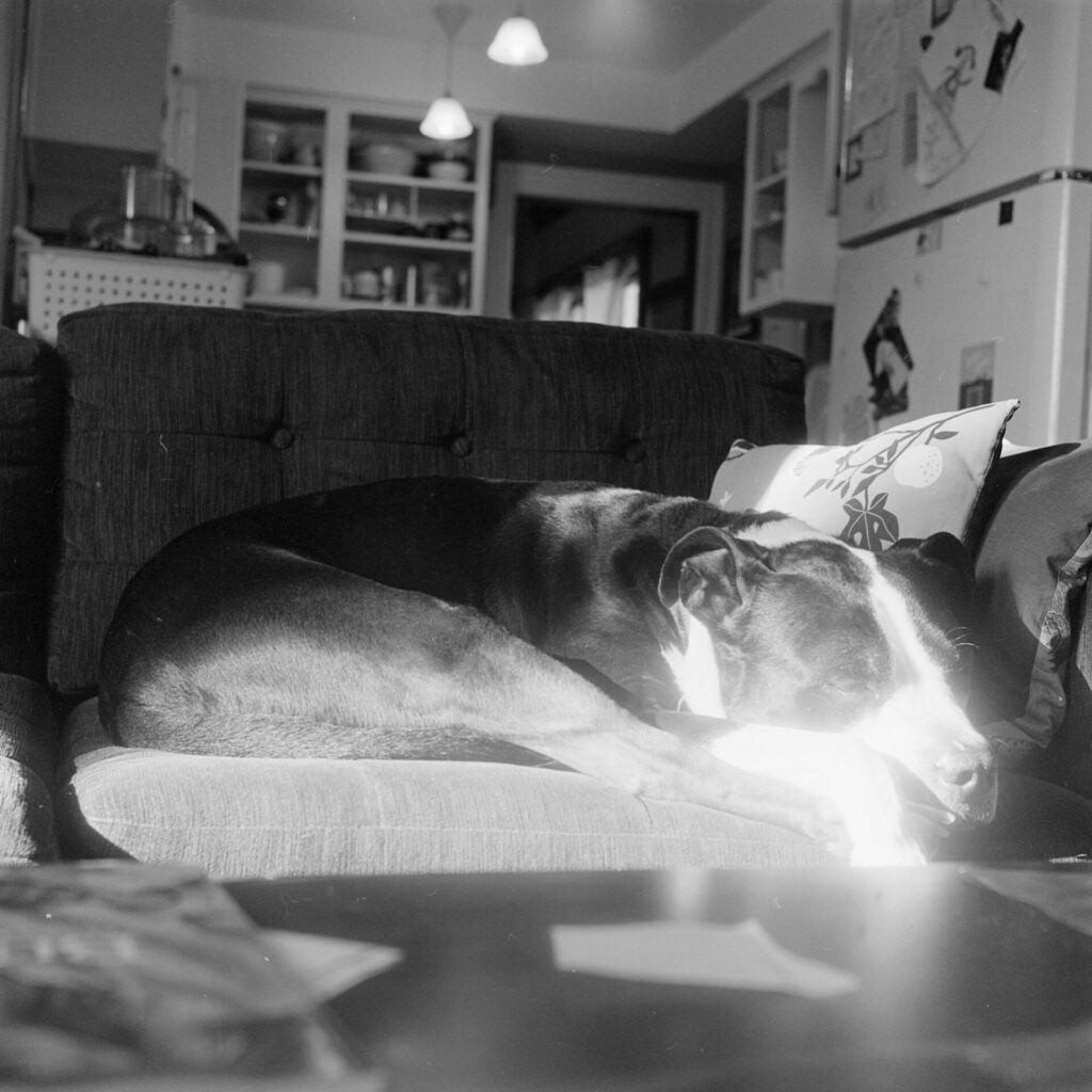 A black and white photo of a black and white dog sleeping on a couch, illluminated by a sunbeam.

He's curled up and his eyes are closed and his chin is resting on the couch and his paws are dangling off the edge of the couch.